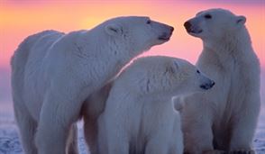 Les droits des inuits sur l’océan Arctique